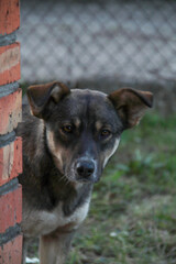 A street dog peeks out from behind the facade of a brick building