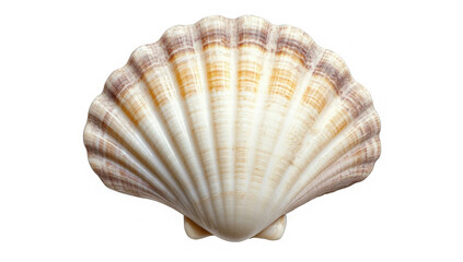 White elegant sea jacobean scallop shel isolated on transparent background
