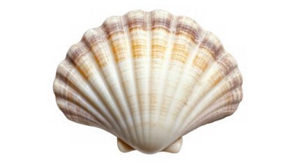 White elegant sea jacobean scallop shel isolated on transparent background
