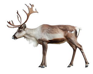 Obraz premium Male of reindeer (Rangifer tarandus), PNG, isolated on transparent background 