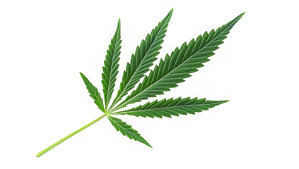 Cannabis or hemp or marijuana green fresh leaf isolated transparent background
