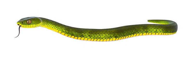 Obraz premium Brown spotted green baby pitviper or pit viper moving side ways. High detail. Isolated cutout on transparent background. 