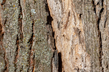 Close up tree bark texture as a wooden background