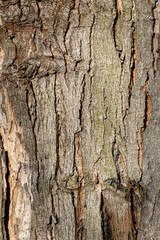 Close up tree bark texture as a wooden background