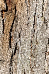 Close up tree bark texture as a wooden background