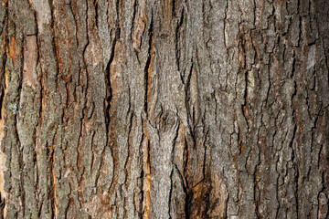 Close up tree bark texture as a wooden background