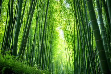 Fototapeta premium realistic bamboo forest exudes a peaceful and enchanting ambiance, as towering stalks create a serene and visually stunning environment,colourful vibes