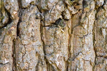 Close up tree bark texture as a wooden background