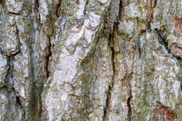 Obraz premium Close up tree bark texture as a wooden background