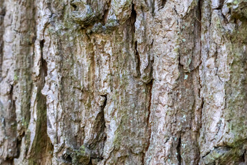 Close up tree bark texture as a wooden background