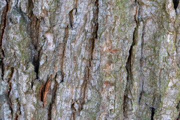 Close up tree bark texture as a wooden background