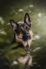 A stunning East European Shepherd dog stands gracefully amidst a winter forest