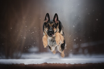 An energetic East European Shepherd dog joyfully leaps through a snow-covered forest, surrounded by...