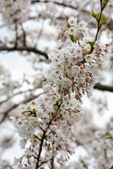 Cherry blossom close up. Nature floral background
