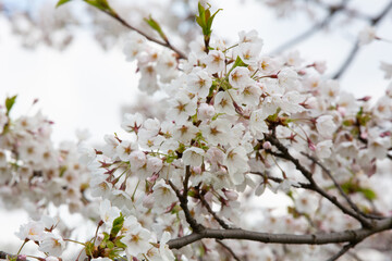 Cherry blossom close up. Nature floral background