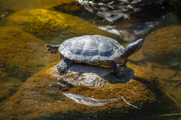 Fototapeta premium turtle on a rock in a pond