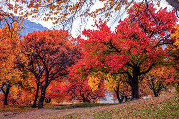 Rolling grassy terrain with fallen leaves; mountains in the background