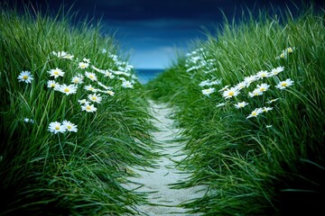 Pathway through tall grass and daisies leading to the ocean under a cloudy sky during twilight