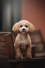 A Maltipoo with curly fur stands on a wooden bench, basking in the natural light of autumn. The cityscape in the background adds an urban touch to this tranquil outdoor moment