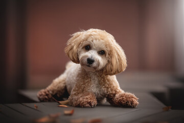 A curly-furred Maltipoo relaxes outdoors in an urban setting during autumn. Soft natural light highlights the dog's playful expression amidst falling leaves