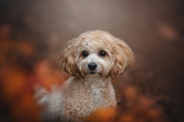 A maltipoo with curly fur sits calmly amidst autumn colors in an urban setting. The soft natural light highlights the dog's playful expression and cozy atmosphere of the season