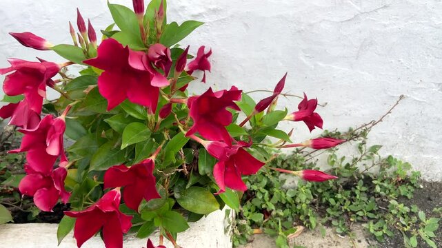 Brazilian Jasmine or Mandevilla sanderi,Dipladenia ornamental plant with purple red flowers on a white wall background,4K