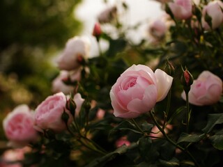 pink rose bush