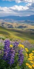 Obraz premium Flowers bloom on a hill
