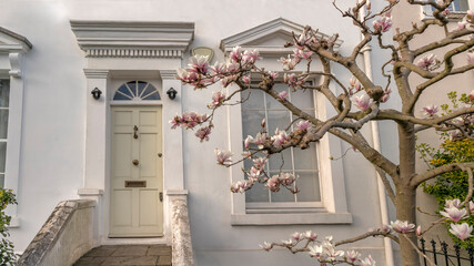 Magnollia blossom in London