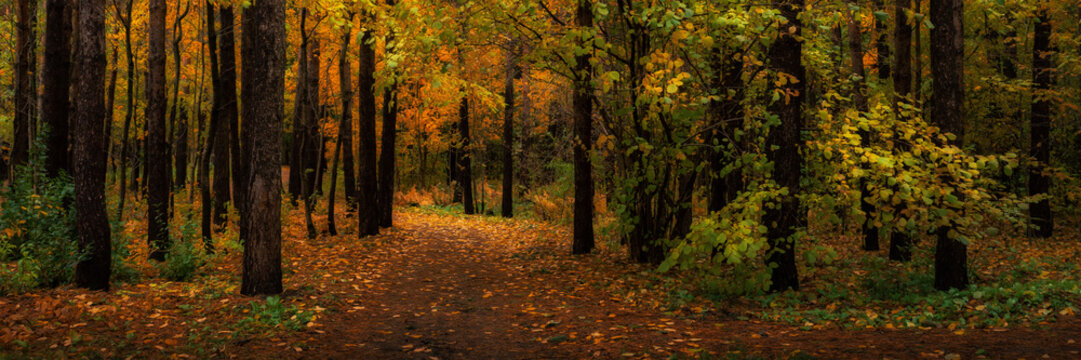 colorful autumn mixed forest or park with a dirt road covered with leaves and needles. vibrant multicolored green-yellow-orange colors of october. widescreen panoramic side view in 15x5 format