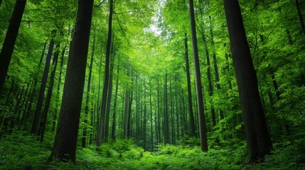 Obraz premium Lush Green Forest Canopy with Tall Trees and Dense Underbrush Under Natural Light in a Serene Environment