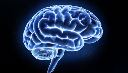human brain x ray