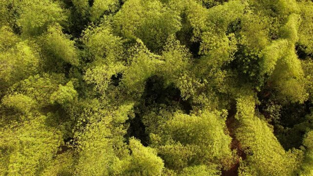 sobrevuelo sobre los guaduales t&iacute;picos de la regi&oacute;n cafetera en colombia