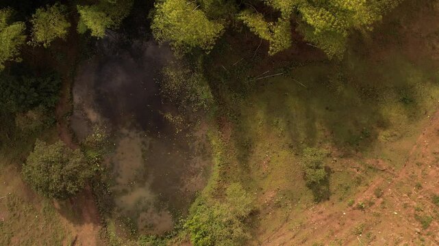 sobrevuelo sobre los guaduales t&iacute;picos de la regi&oacute;n cafetera en colombia