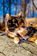 The tricolore cat resting on the wood in the garden. 