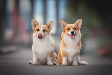 Two happy corgis pose playfully during their morning walk in the bustling city. Their fluffy fur shines in the sunlight as they take in the urban scenery around them