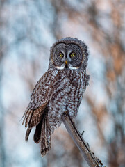 Great Gray Owl (Strix nebulosa) perched on a weathered branch against a backdrop of a soft blue winter sky.