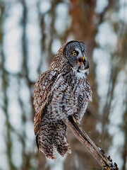 Great Gray Owl (Strix nebulosa) perched on a weathered branch, yawning after eating