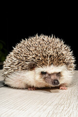 Hedgehog sitting on a light wooden surface against a black background. Studio animal portrait. Wildlife and nature concept.