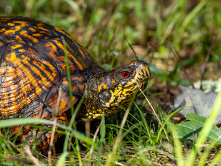 A close up of a Box Turtle showing its colorful head