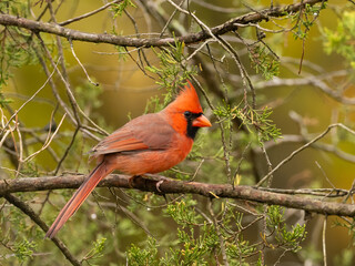 A male Northern Cardinal perched on a small branch amongst cedar foliage