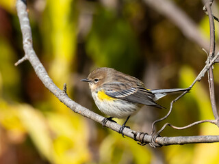 A Yellow-rumped Warbler perched on a narrrow branch