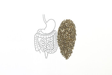 Nutrition and healthy foods. CHIA seeds next to the human gastrointestinal tract.