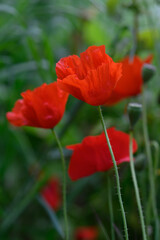 Obraz premium Vibrant poppies blooming in a lush green garden during the golden hour of late afternoon sunlight