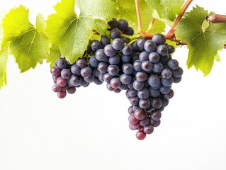 Fototapeta premium A bunch of fresh grapes hanging from a vine
