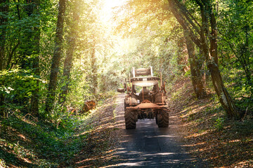traktor fährt im wald einen berg hoch bei strahlenden sonnenschein