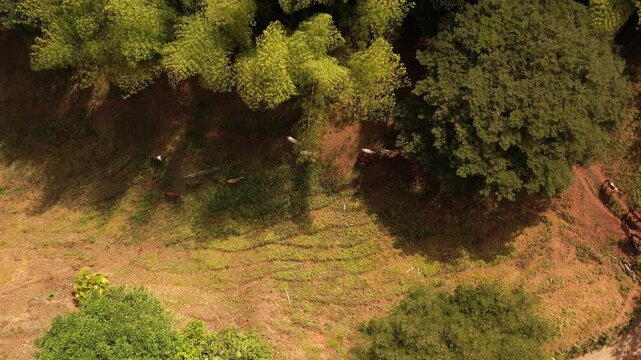 sobrevuelo sobre los guaduales t&iacute;picos de la regi&oacute;n cafetera en colombia