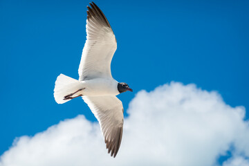 Laughing Gull seagull flying overhead with blue sky and cloud