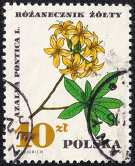 Polish stamp from 1967 featuring an Azalea pontica L. flower.