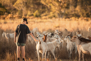 Teenage boy interacting with goats in paddock